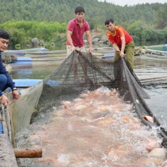 Người nuôi cá lồng bè Hà Tĩnh chờ… “hốt bạc” vụ tết